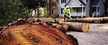 Best Stump Grinding and Removal  in Enterprise, UT