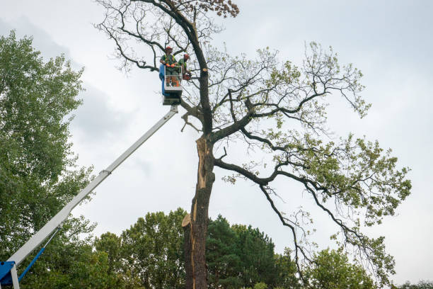 Best Tree Preservation Services  in Enterprise, UT